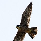 11SB5965 Peregrine Falcon